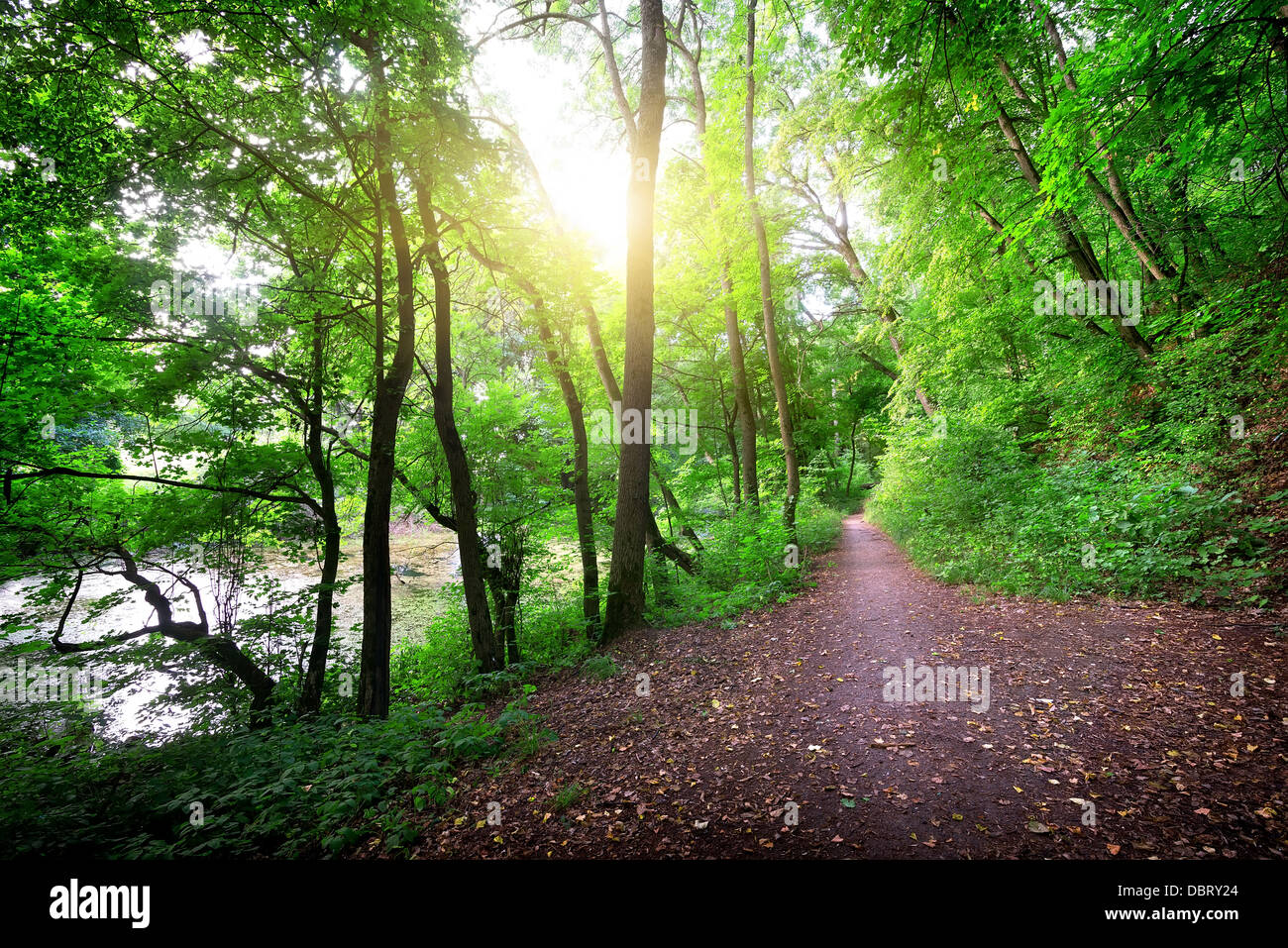 Chemin dans une forêt près de la rivière Banque D'Images