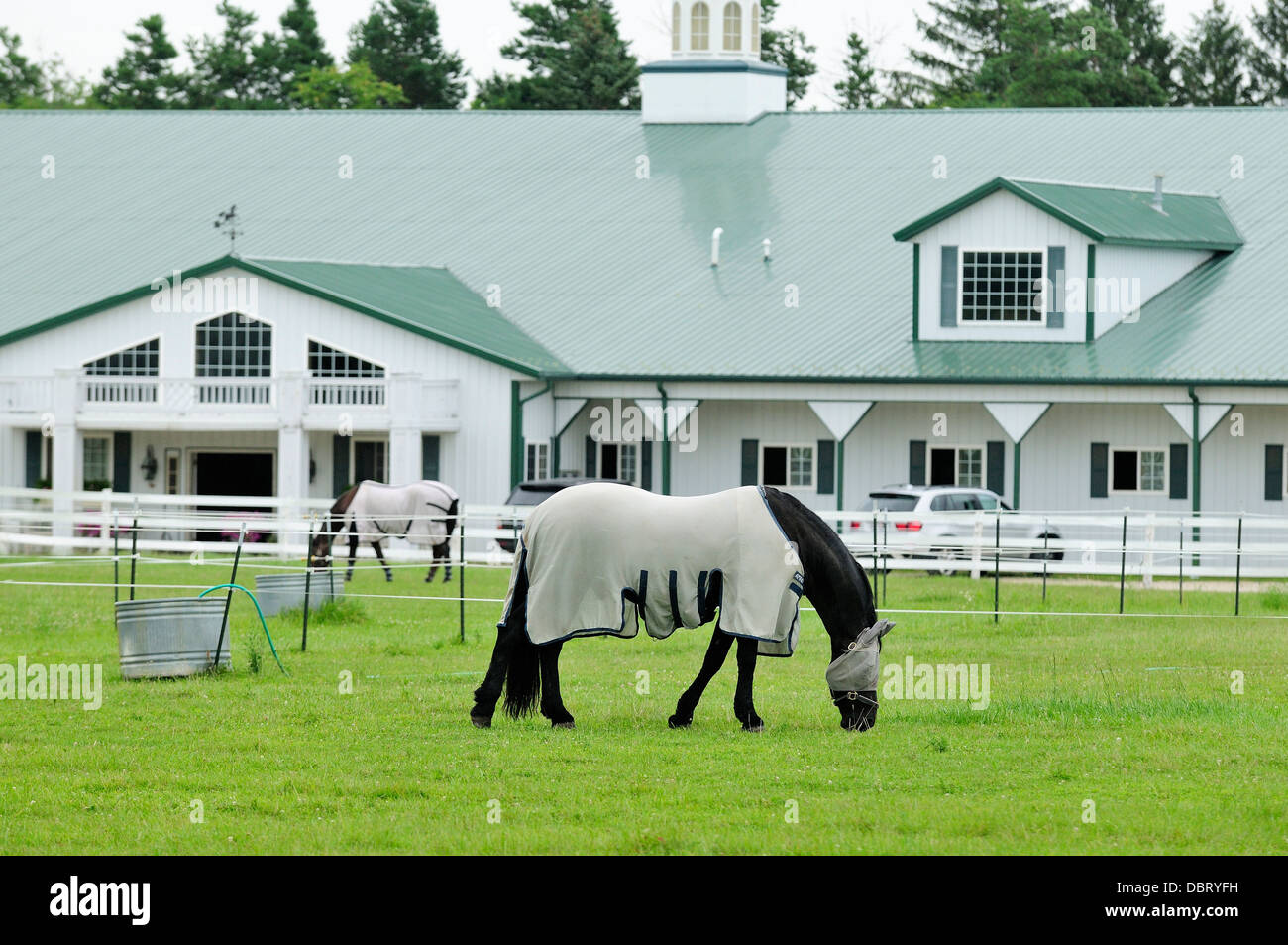 Le pâturage de chevaux de dressage en face de l'embarquement stable. Banque D'Images
