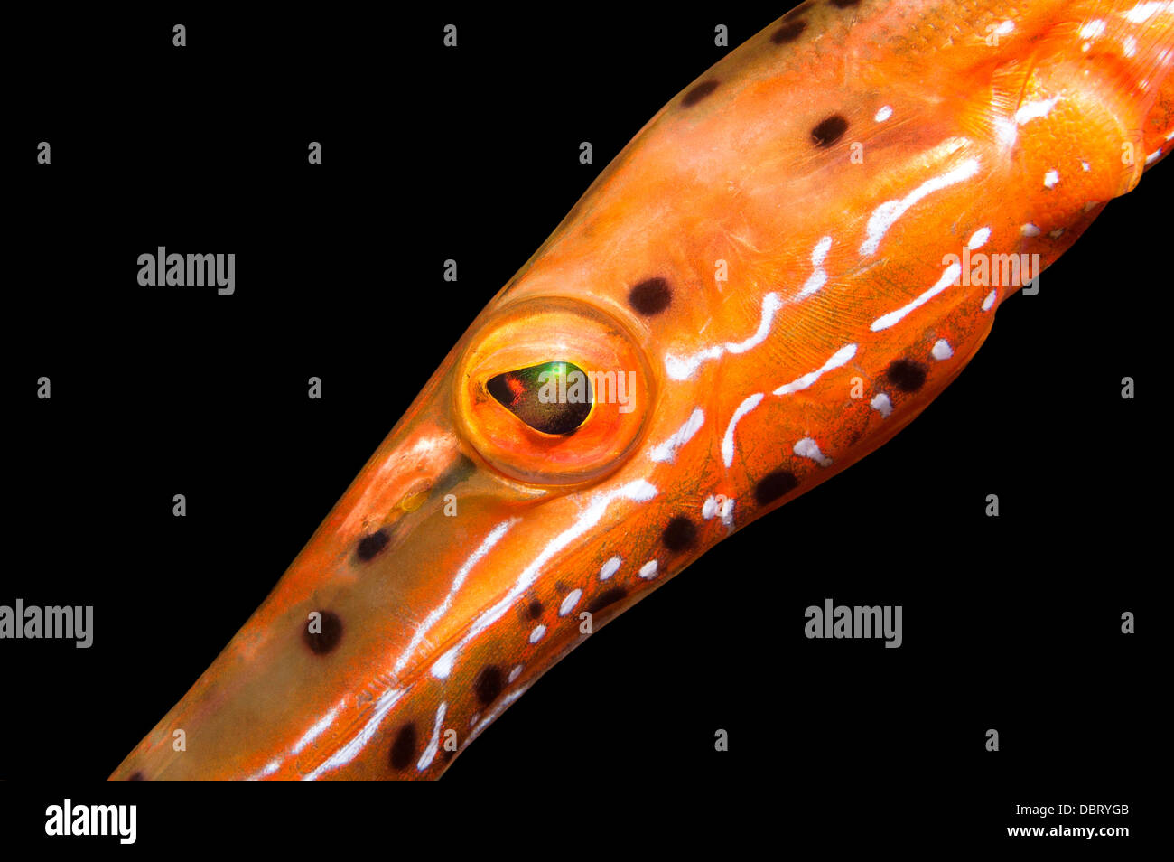 Un gros plan d'un poisson trompette orange affiche ses couleurs dynamiques et complexes qui. Banque D'Images