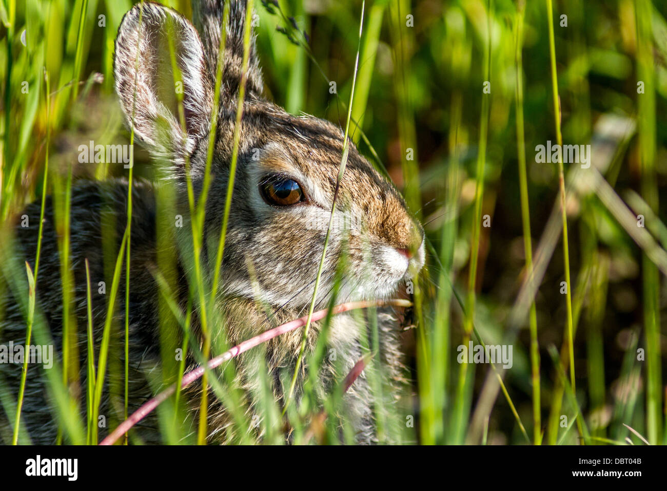 Lapin de Nuttall (Sylvilagus floridanus) essayant de remane unseen dans les hautes herbes, Johnsons Island, Alberta, Canada Banque D'Images