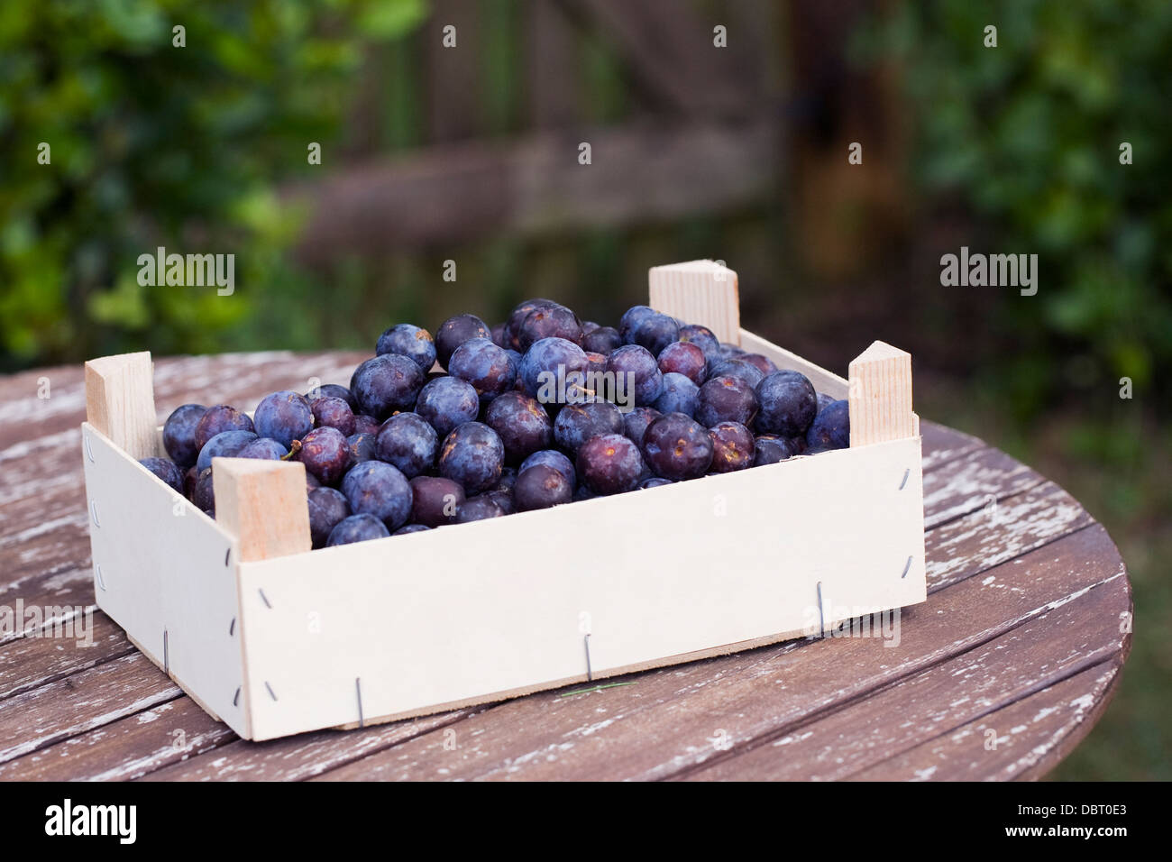 Prunus domestica. Fort de quetsche prunes recueillies à partir du verger. Banque D'Images