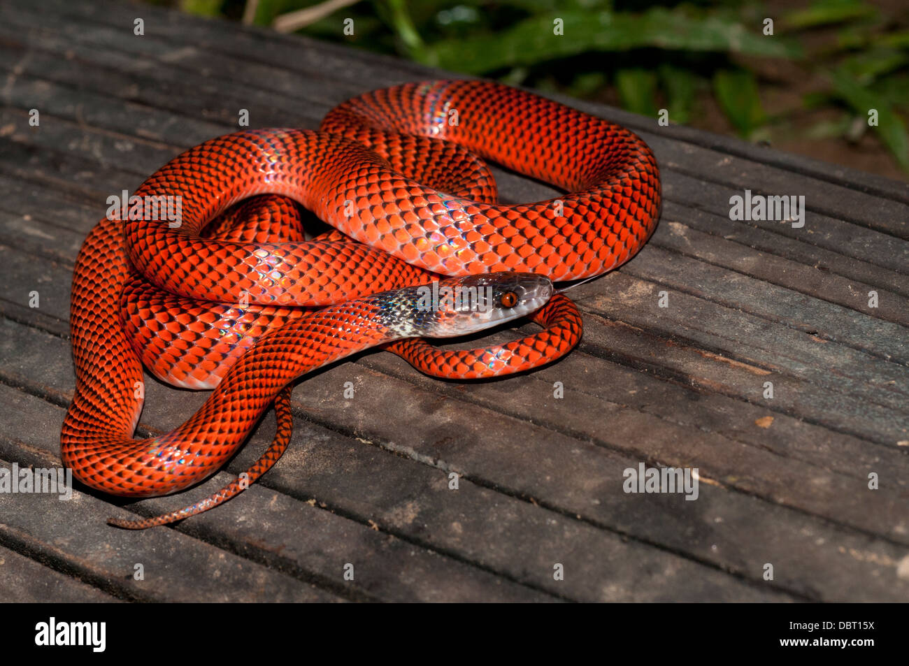 Serpent calico à tête noire (AKA Tschudi's false Coral Snake), Réserve nationale de Tambopata, Pérou Banque D'Images