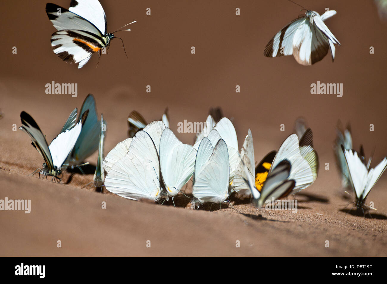 Les papillons tropicaux dans la forêt tropicale sur le sable humide le long de la rivière Tambopata dans la réserve nationale de Tambopata au Pérou Banque D'Images