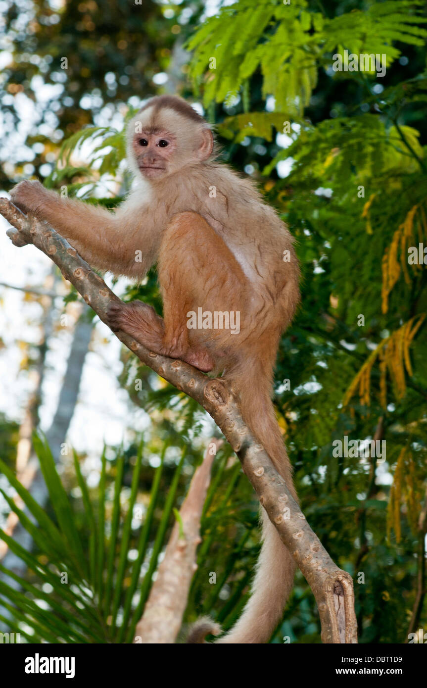 Blonde primate Banque de photographies et d'images à haute résolution -  Alamy