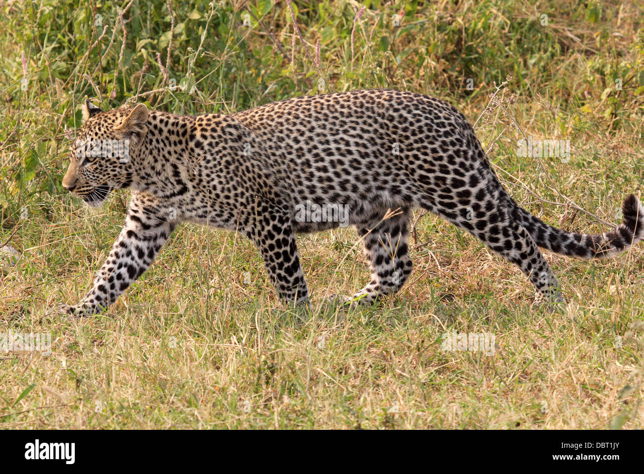 Leopard (Panthera pardus) marche dans la brousse dans le Parc National du Serengeti, Tanzanie Banque D'Images