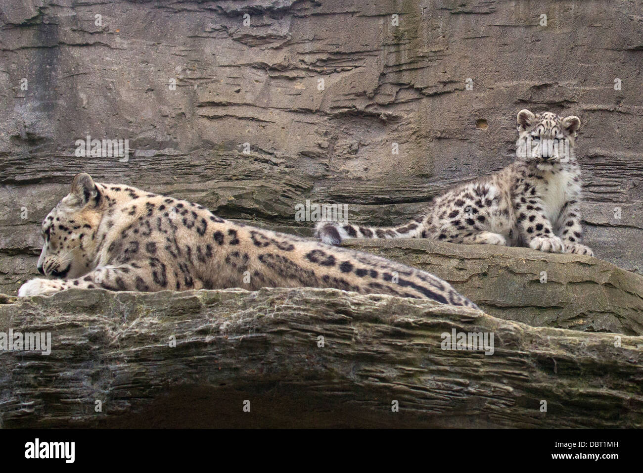 Les léopards, mère et 14 semaines cub Banque D'Images
