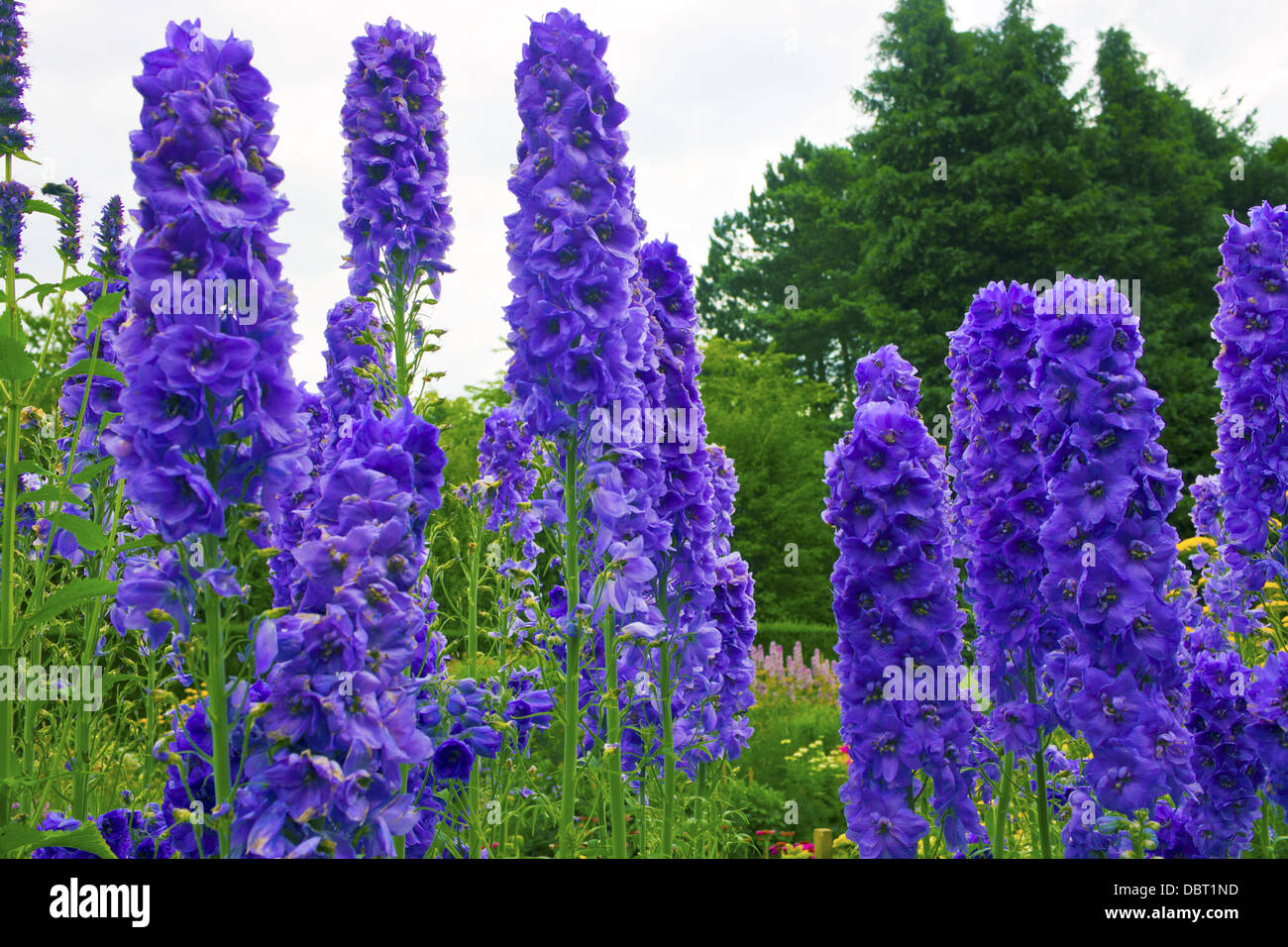 Grands delphiniums fleurs dans une bordure herbacée d'un jardin anglais. Banque D'Images