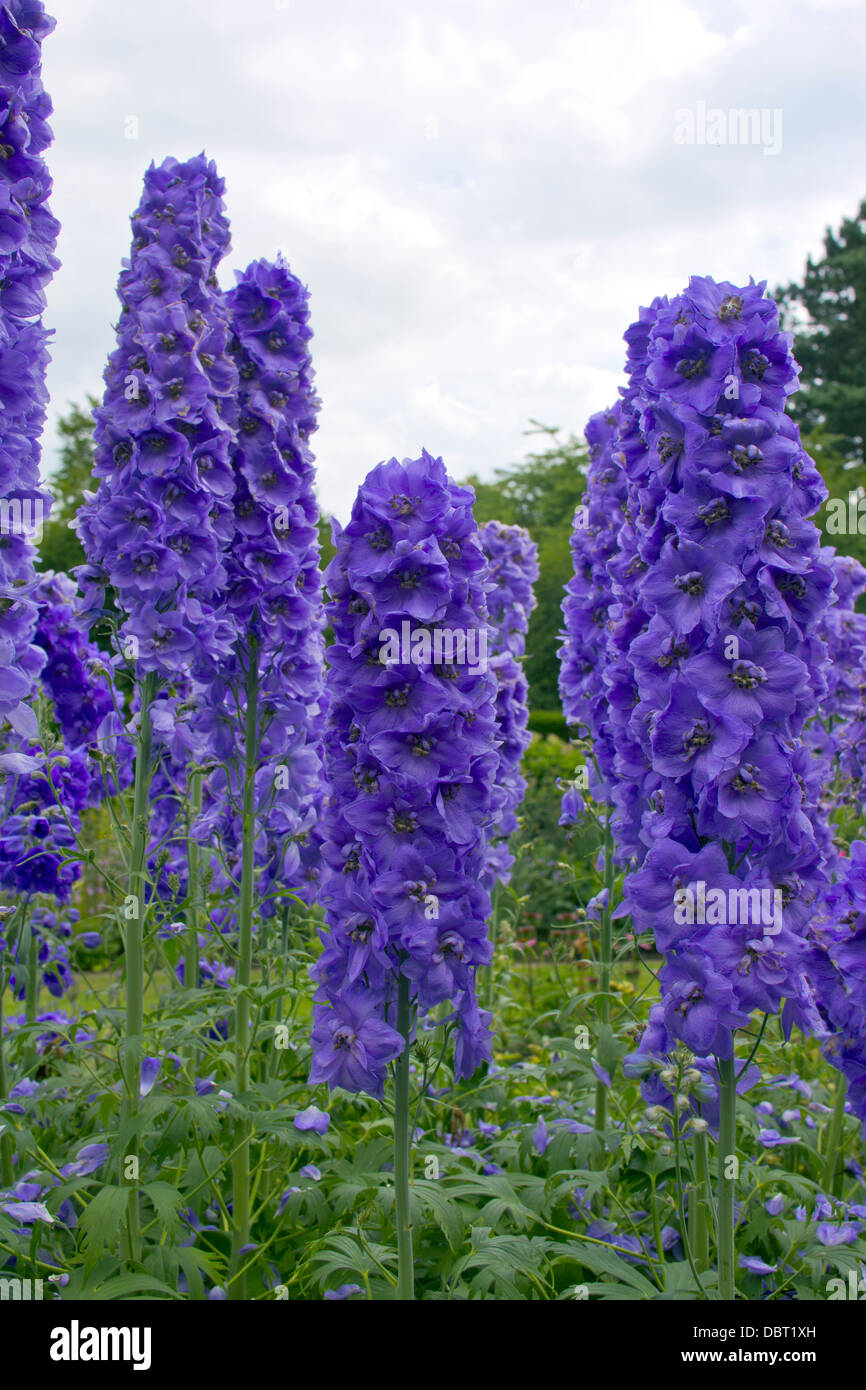 Grands delphiniums fleurs dans une bordure herbacée d'un jardin anglais. Banque D'Images