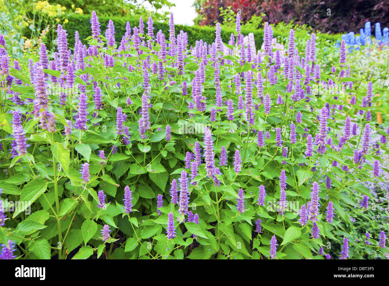 Agastache 'Blue Fortune' (bleu) Hysope Anis Fortune dans un jardin. Banque D'Images