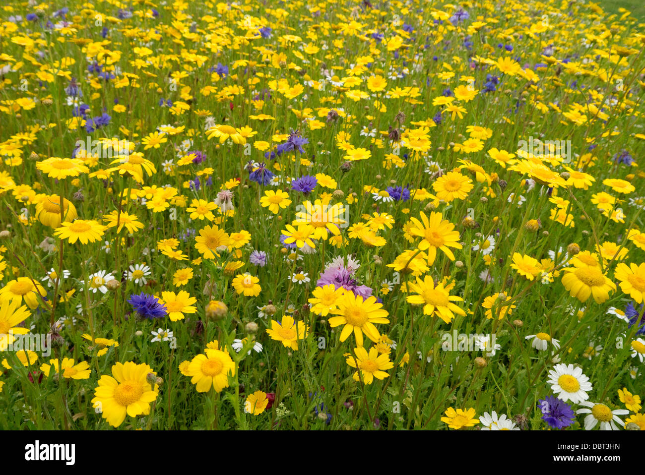 Wild Flower meadow dans le North Yorkshire UK Banque D'Images