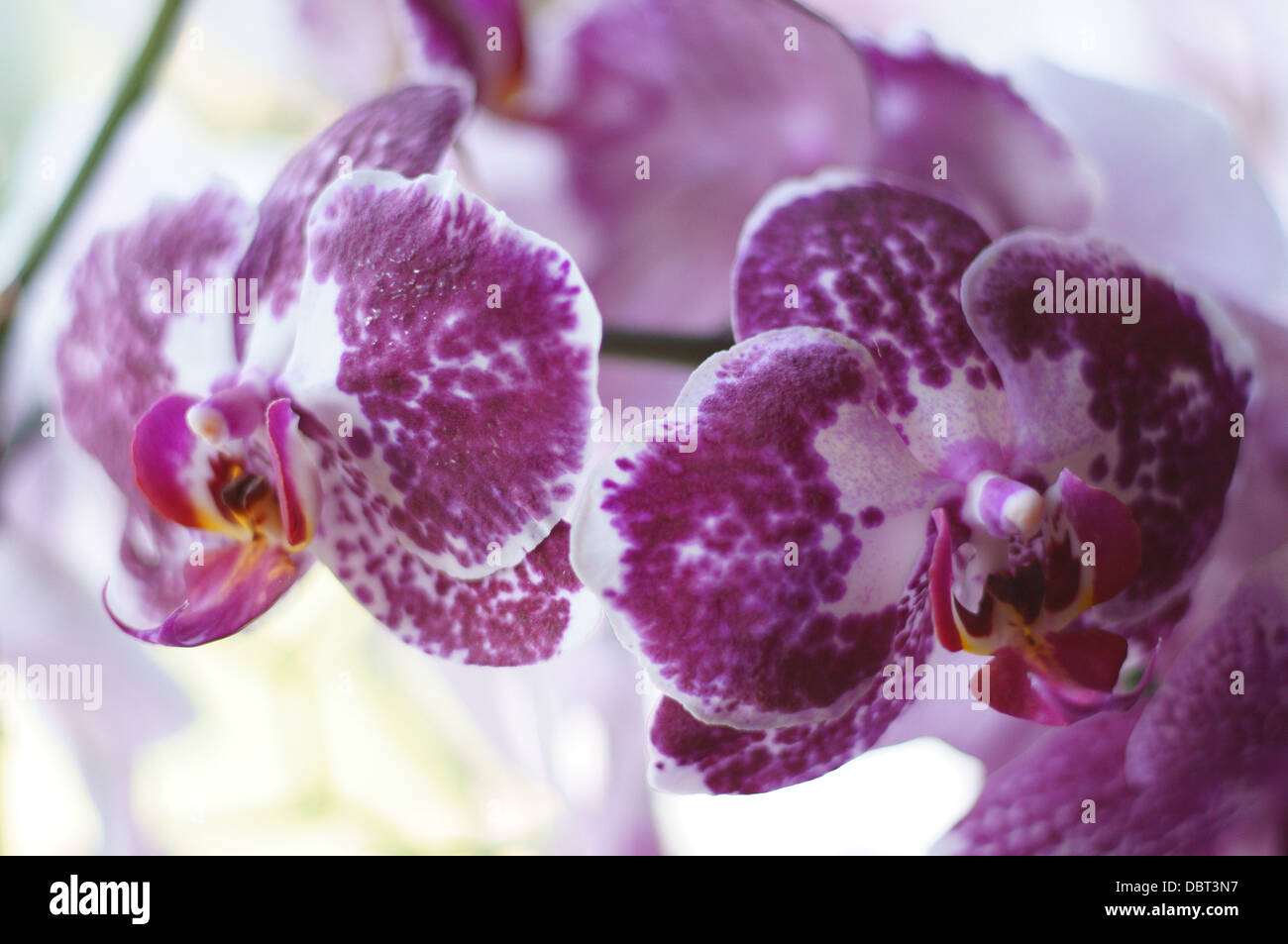 Des teintes de violet parsemé de fleurs orchidées orchidée fleur close up Banque D'Images