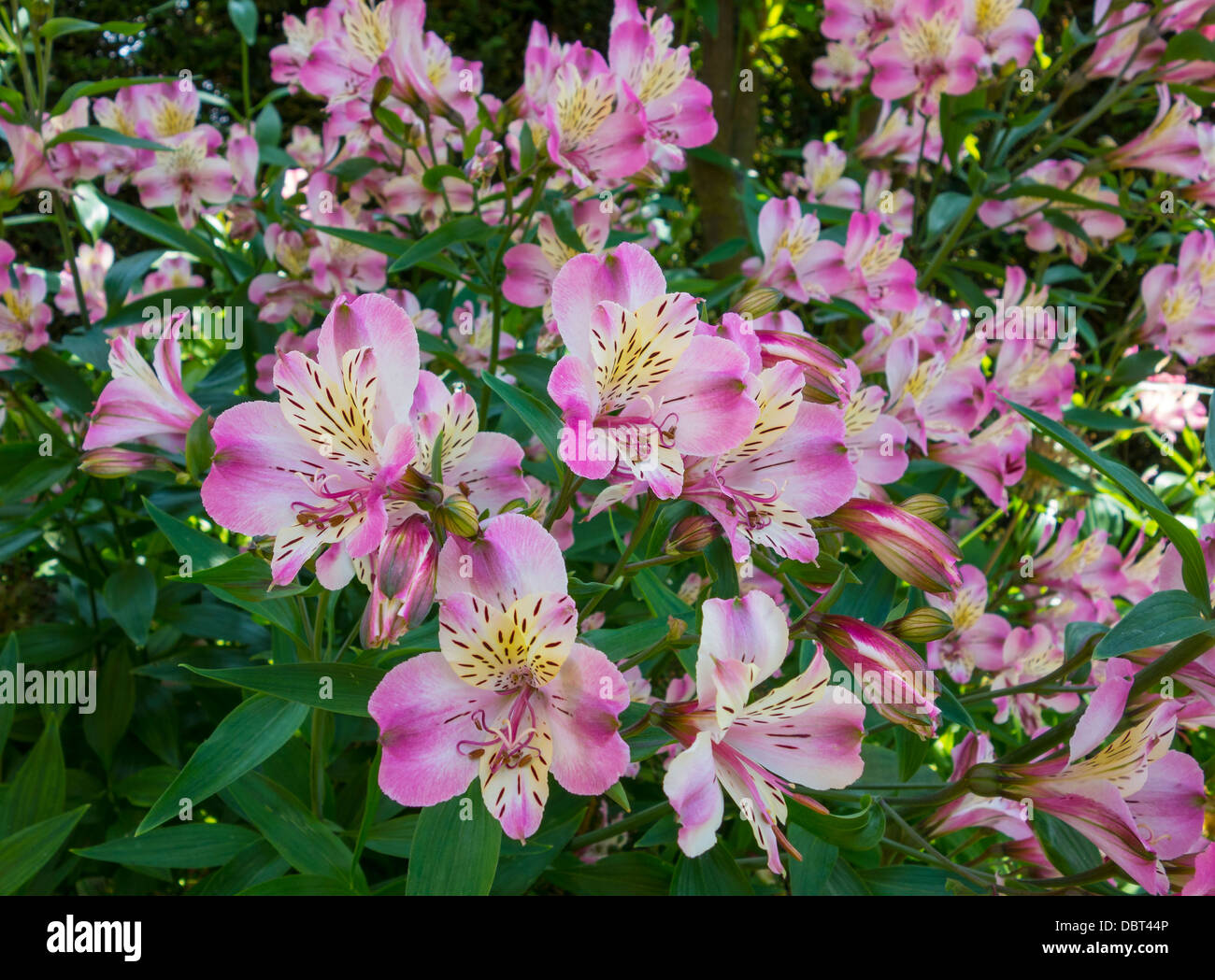 L'Alstroemeria plante de jardin Cottage Banque D'Images