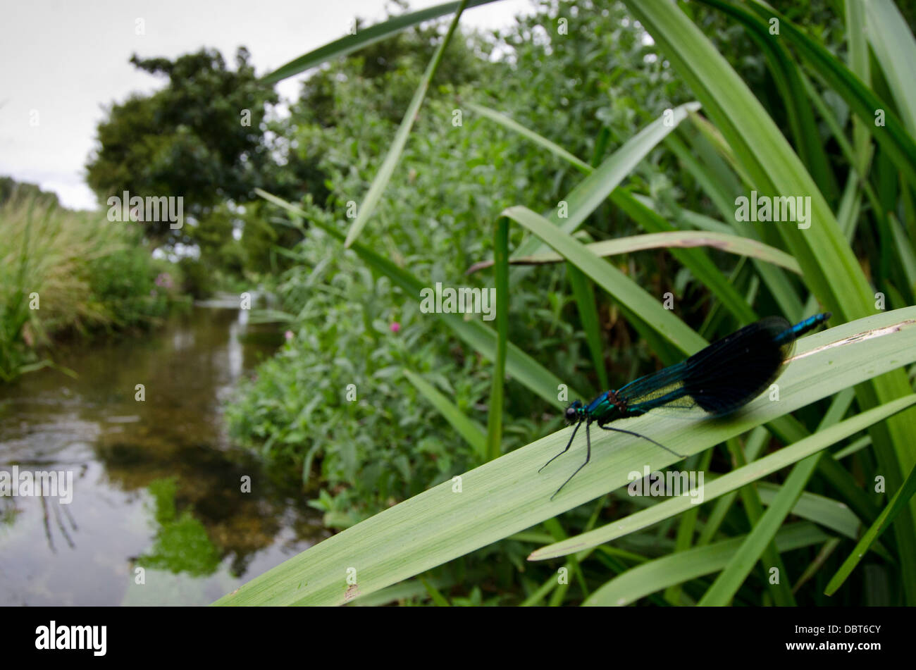 Demoiselle Calopteryx splendens bagués, mâle Banque D'Images