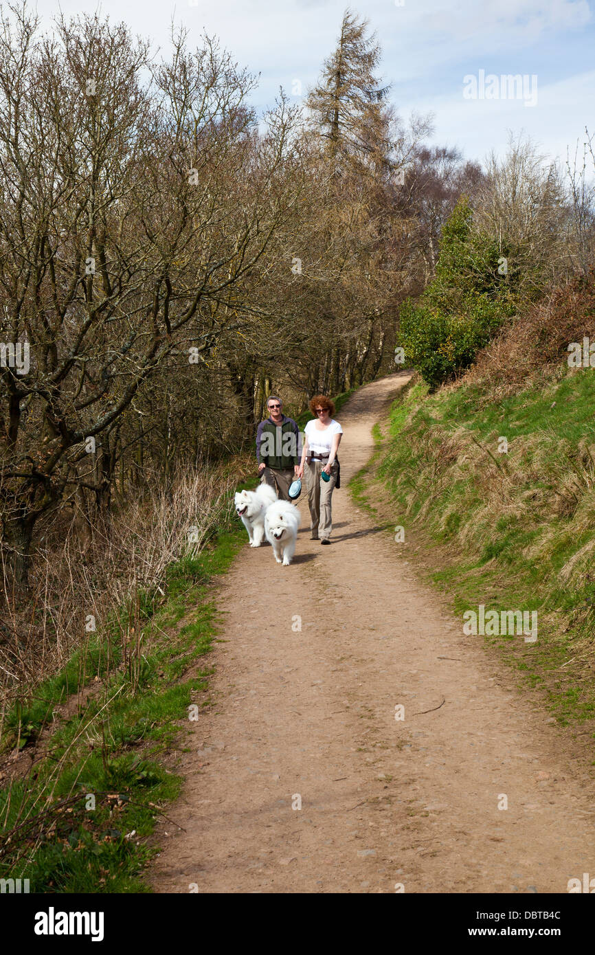 Les promeneurs de chiens malamutes blancs dans les collines de Malvern, Herefordshire, Angleterre, RU Banque D'Images