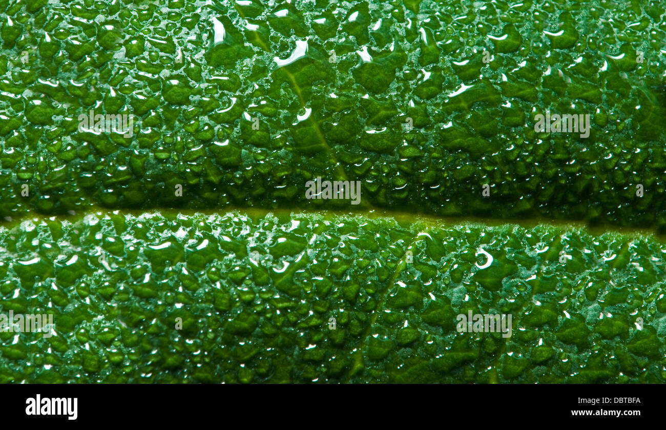 Humide frais vert feuille couverte de rosée du matin sur la surface Banque D'Images