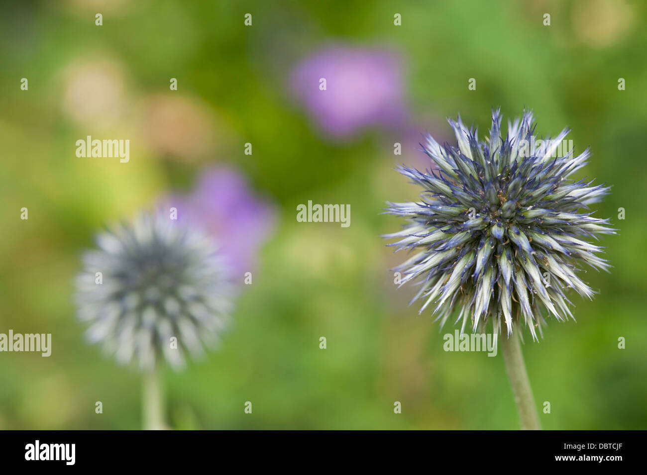 Close-up of a echinopsis ritro fleur - globe thistle, hors focus globe thistle en arrière-plan, arrière-plan , out of focus Banque D'Images