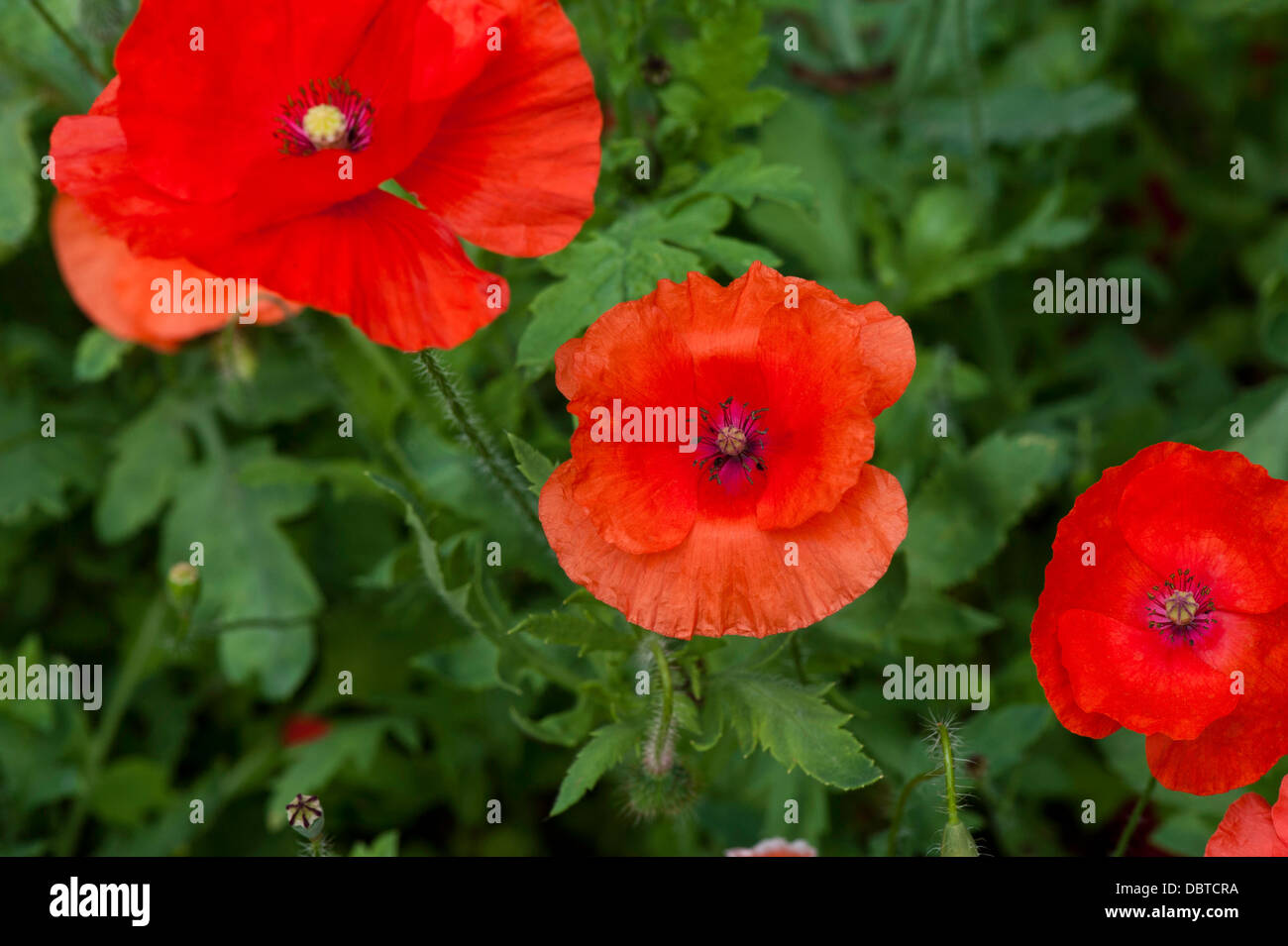 Close-up de coquelicots, des problèmes de mise au point d'arrière-plan Banque D'Images