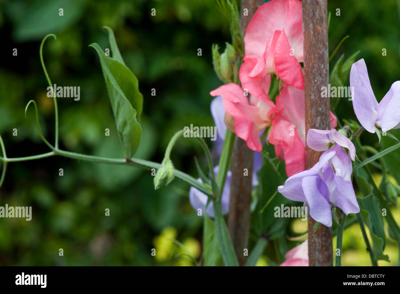 Fleurs de pois doux, arrière-plan flou Banque D'Images