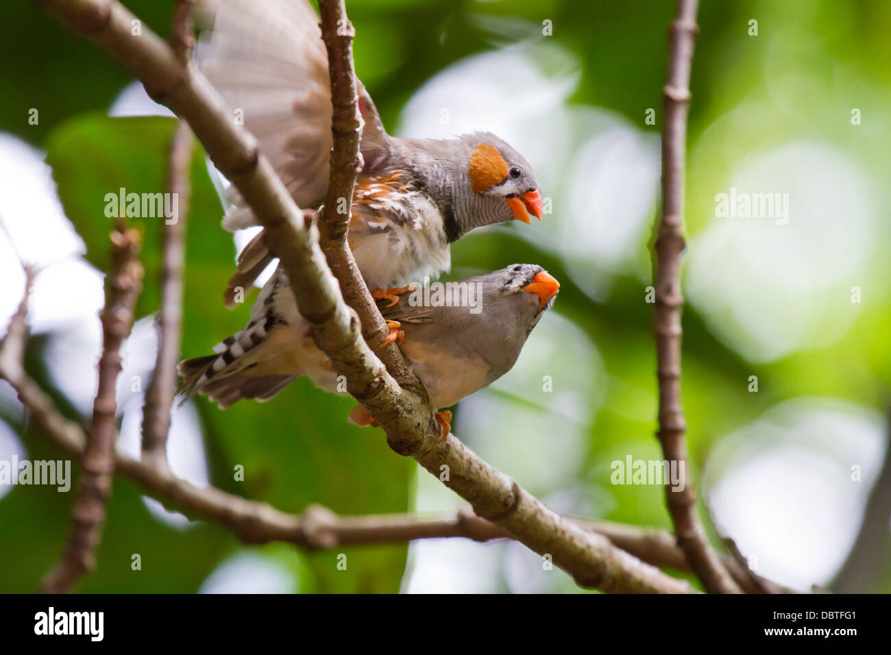 Accouplement Zebra Finch Banque D'Images