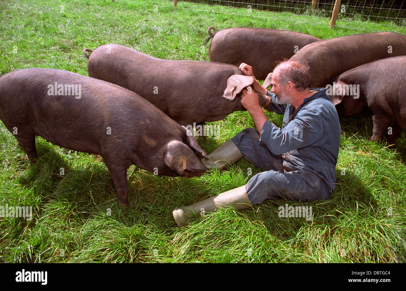 Un westcountry races rares. UK. Banque D'Images
