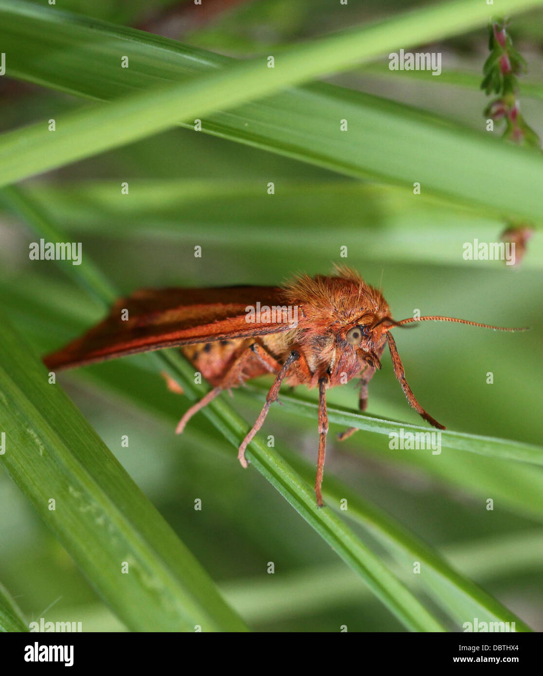 Close-up of a moth Buff jaune assombrie (Diacrisia sannio) Banque D'Images