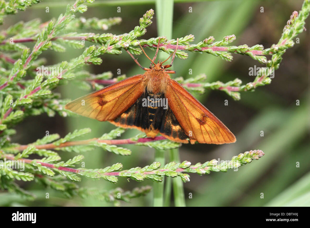 Close-up d'un jaune brunâtre femelle jaune assombrie Buff (Diacrisia sannio) avec black underwings exposés Banque D'Images