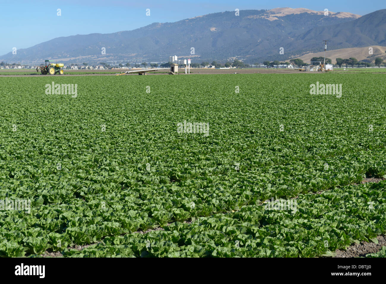 Rangées de laitue, Salinas Valley, central CA Banque D'Images