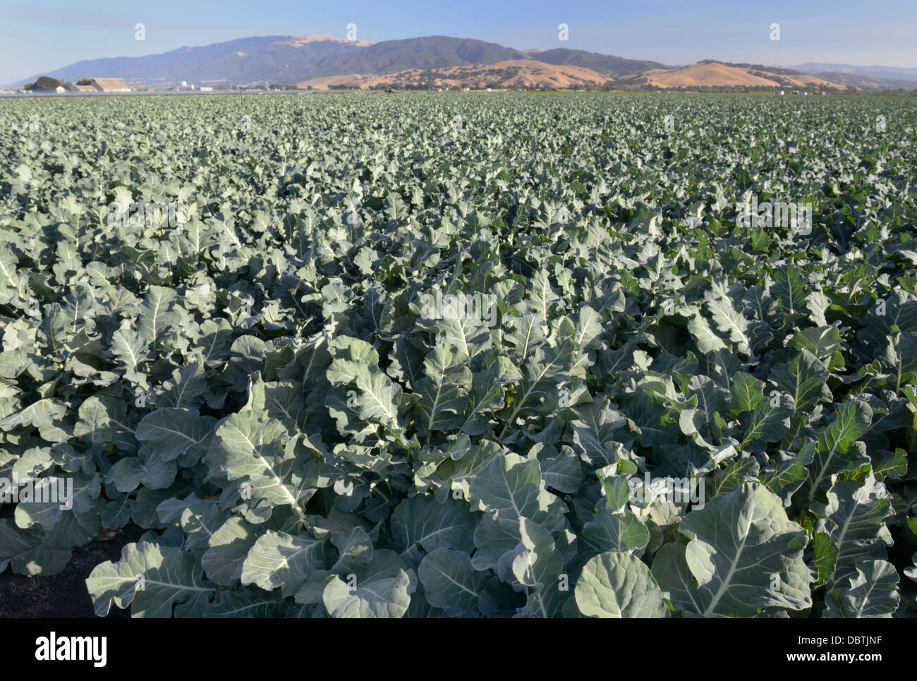 Champ Kale, Salinas Valley, central CA Banque D'Images