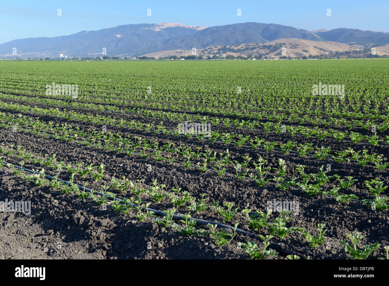 Des rangées de légumes qui poussent les jeunes, Salinas Valley, central CA Banque D'Images