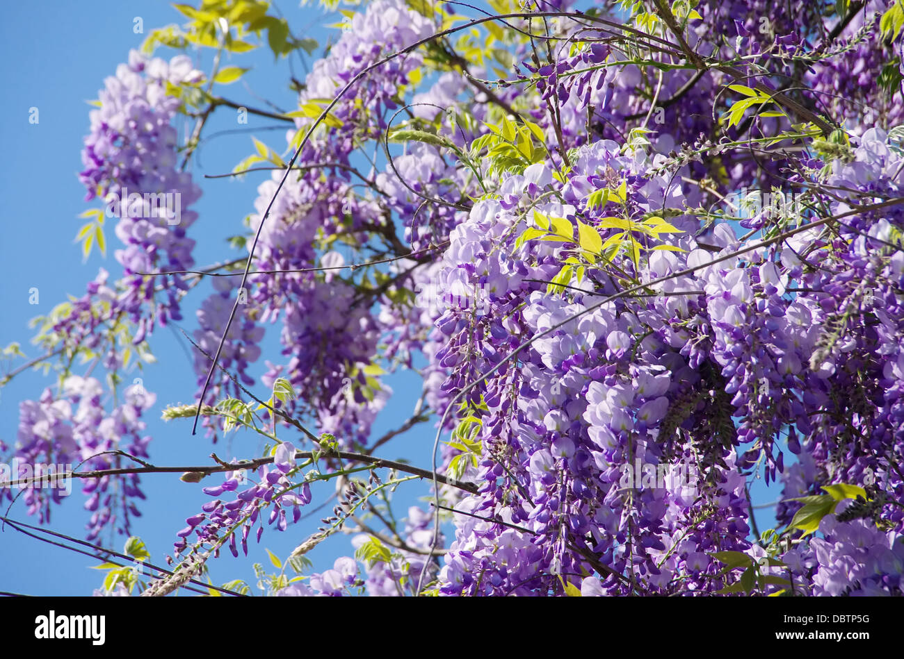 Blauregen - Wisteria 08 Banque D'Images