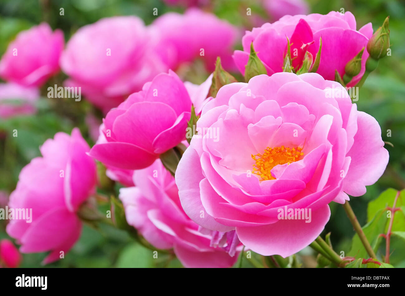 Bow Bells 01 Rose Banque D'Images