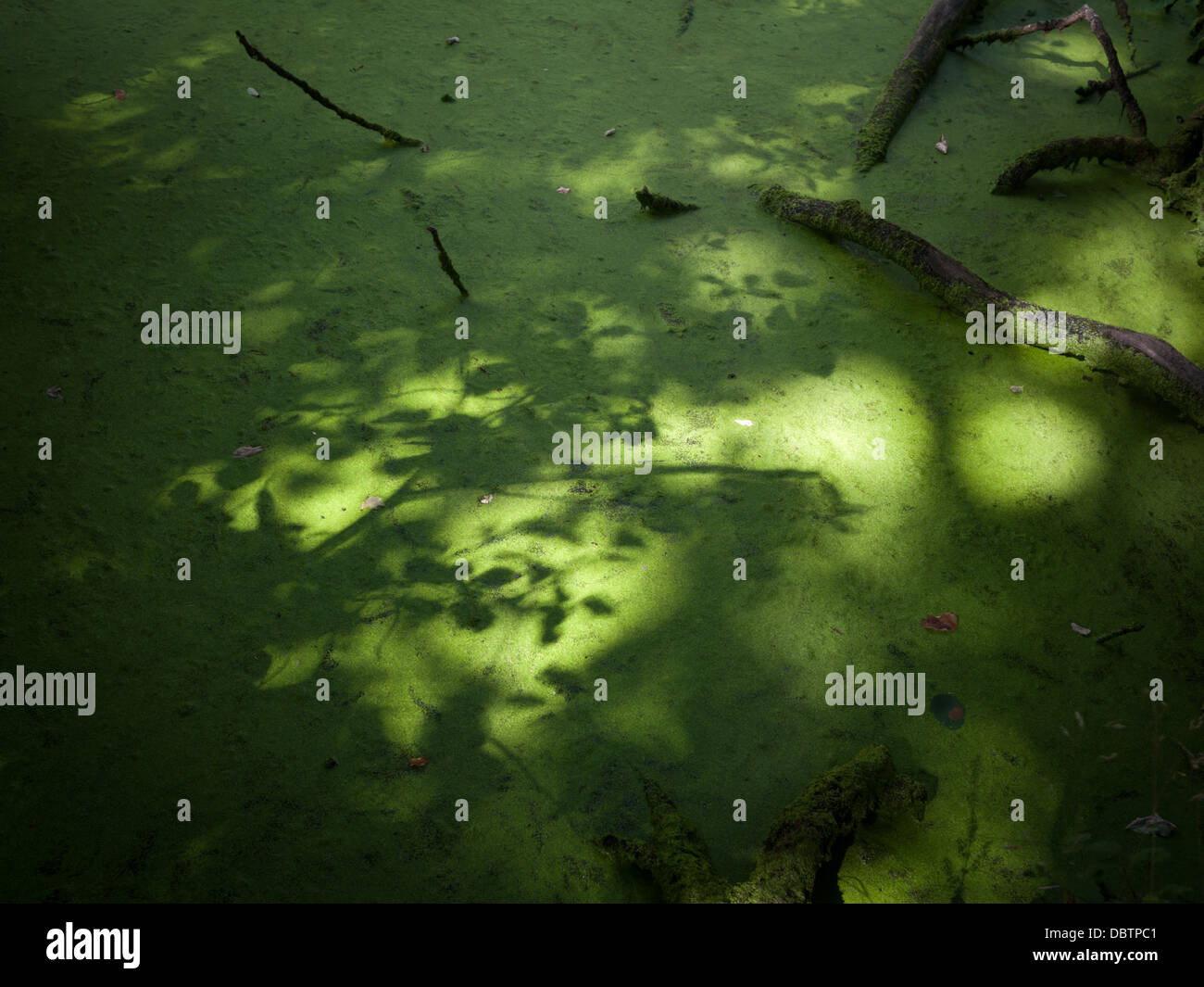 Ombres de feuilles dans la surface d'un lac couvert d'une floraison d'algues d'été. Milton Keynes, Royaume-Uni. Banque D'Images