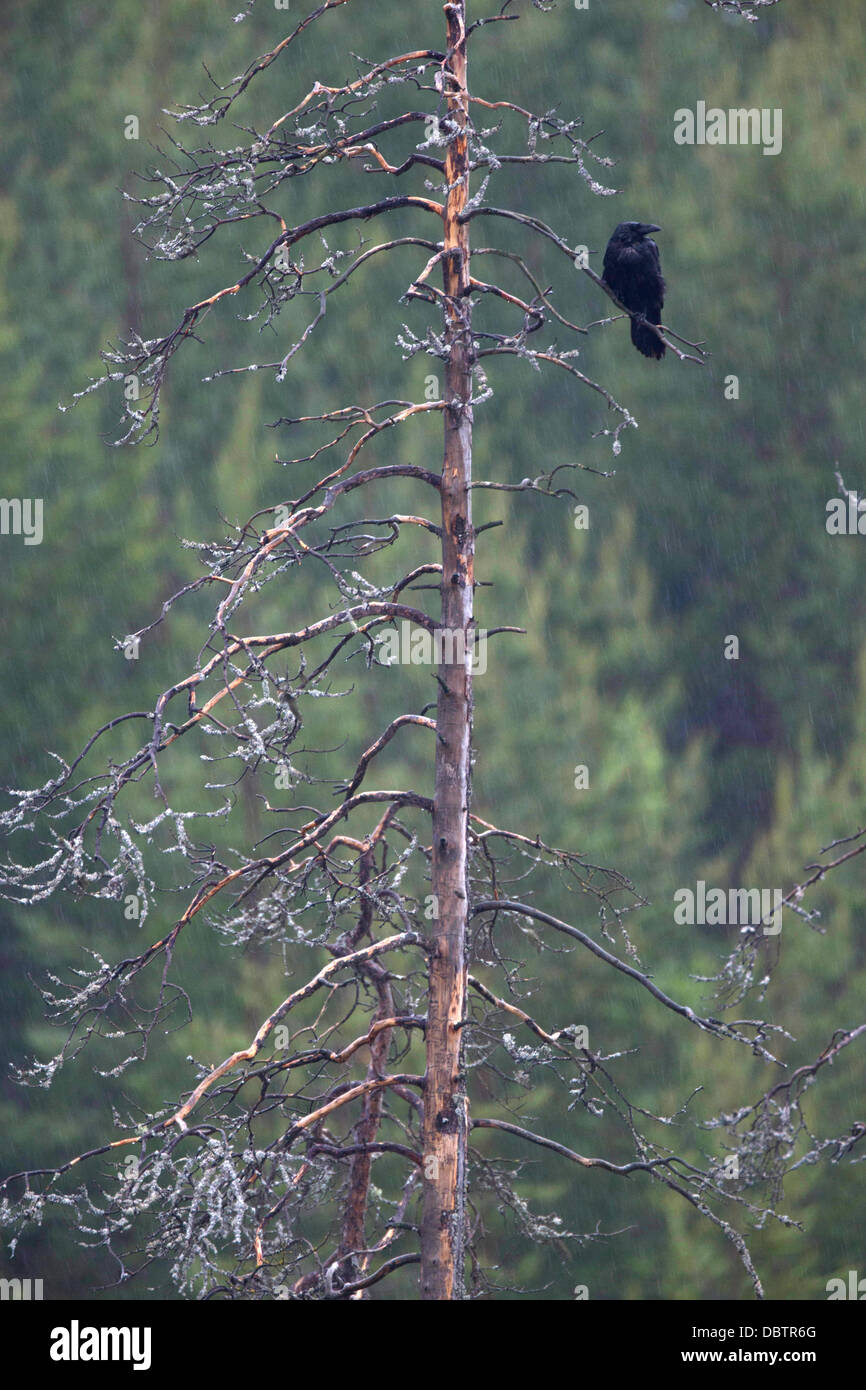 Un corbeau dans un pin mort Banque D'Images