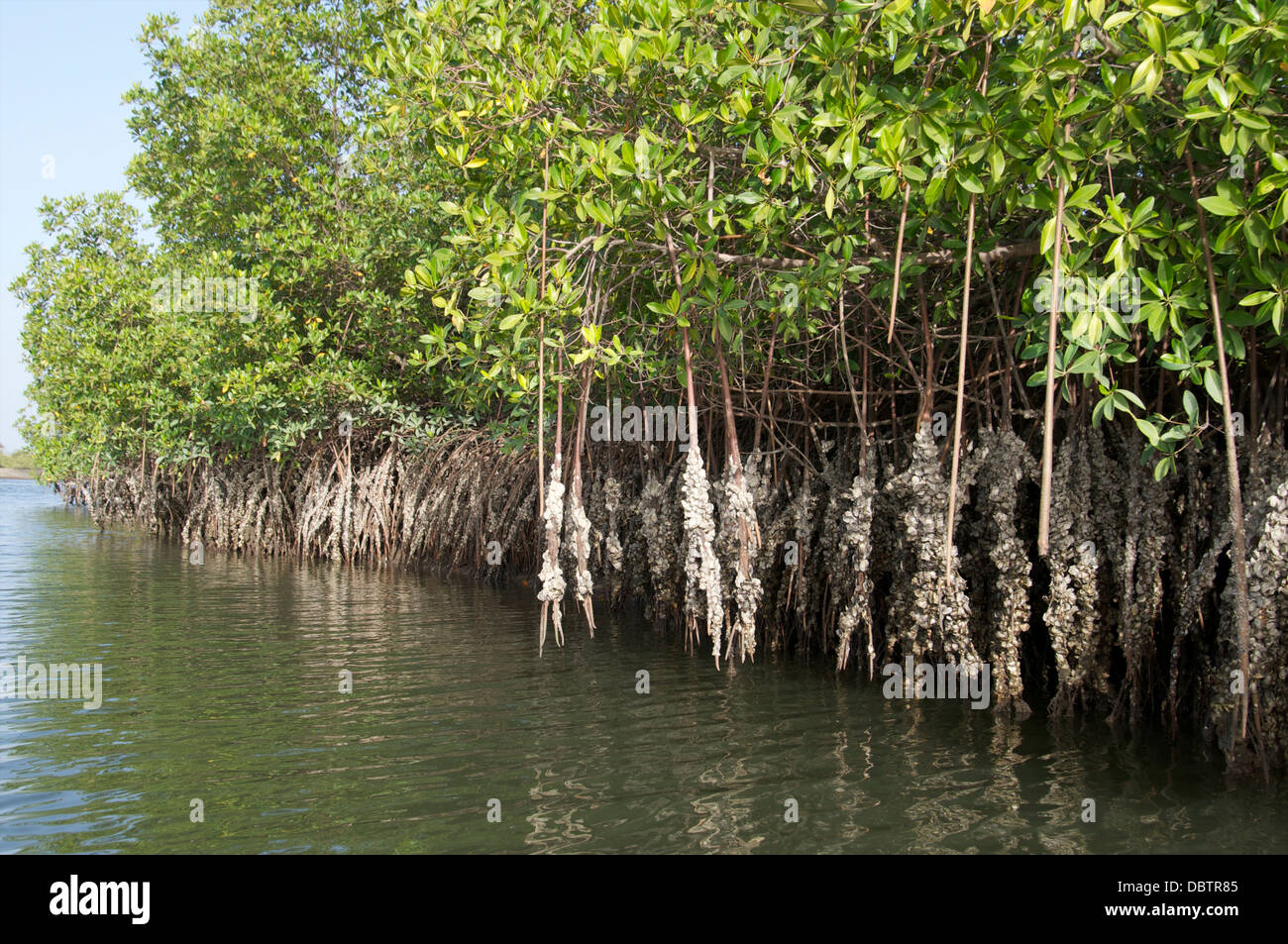 Les mangroves avec les huîtres grandissent les racines, Makasutu, Gambie, Afrique de l'Ouest, l'Afrique Banque D'Images