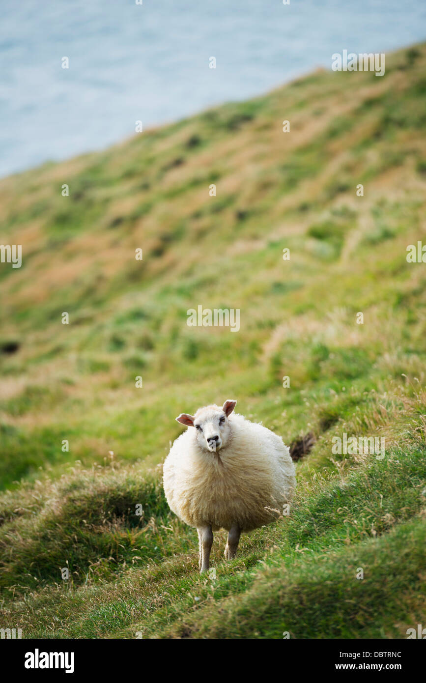 Les moutons, Heimaey, l'île volcanique Vestmannaeyjar, Îles Westman, Islande, régions polaires Banque D'Images