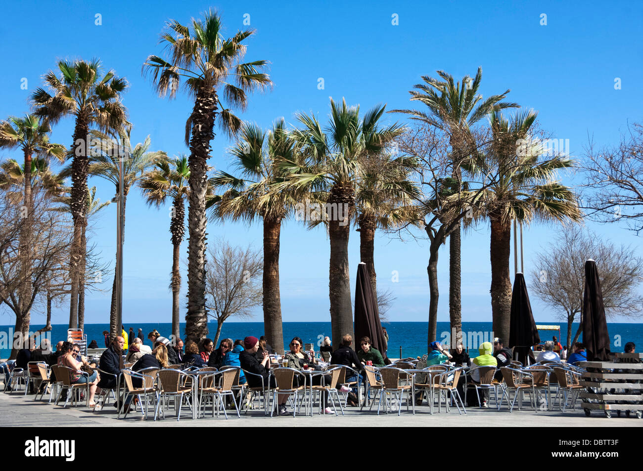 Cafe de la chaussée et le café-bar sous les palmiers, zone de promenade, Barceloneta, Barcelone, Catalogne, Espagne, Europe Banque D'Images