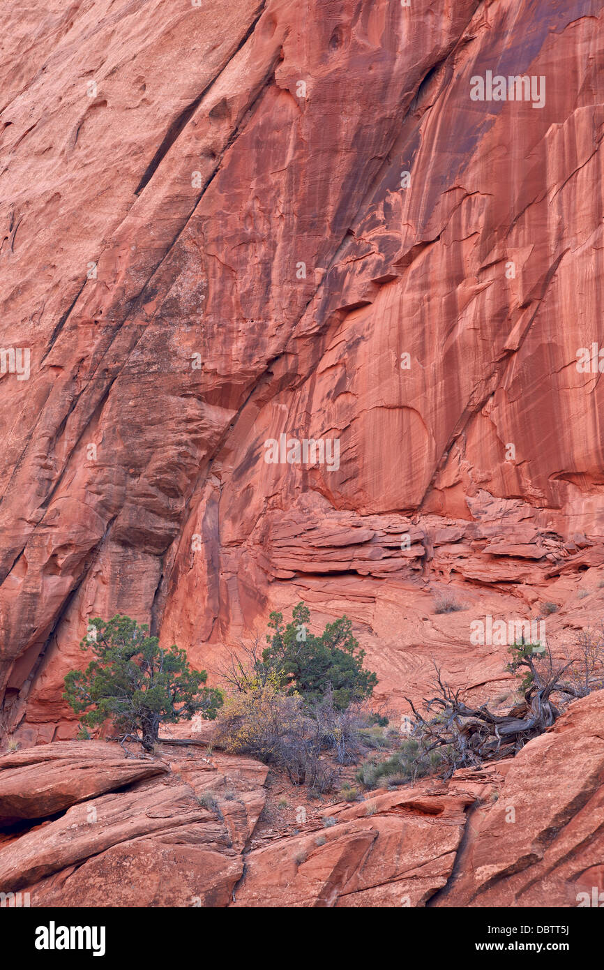 Mur de grès de couleur saumon avec des plantes vertes, Grand Staircase-Escalante National Monument, Utah, États-Unis d'Amérique Banque D'Images