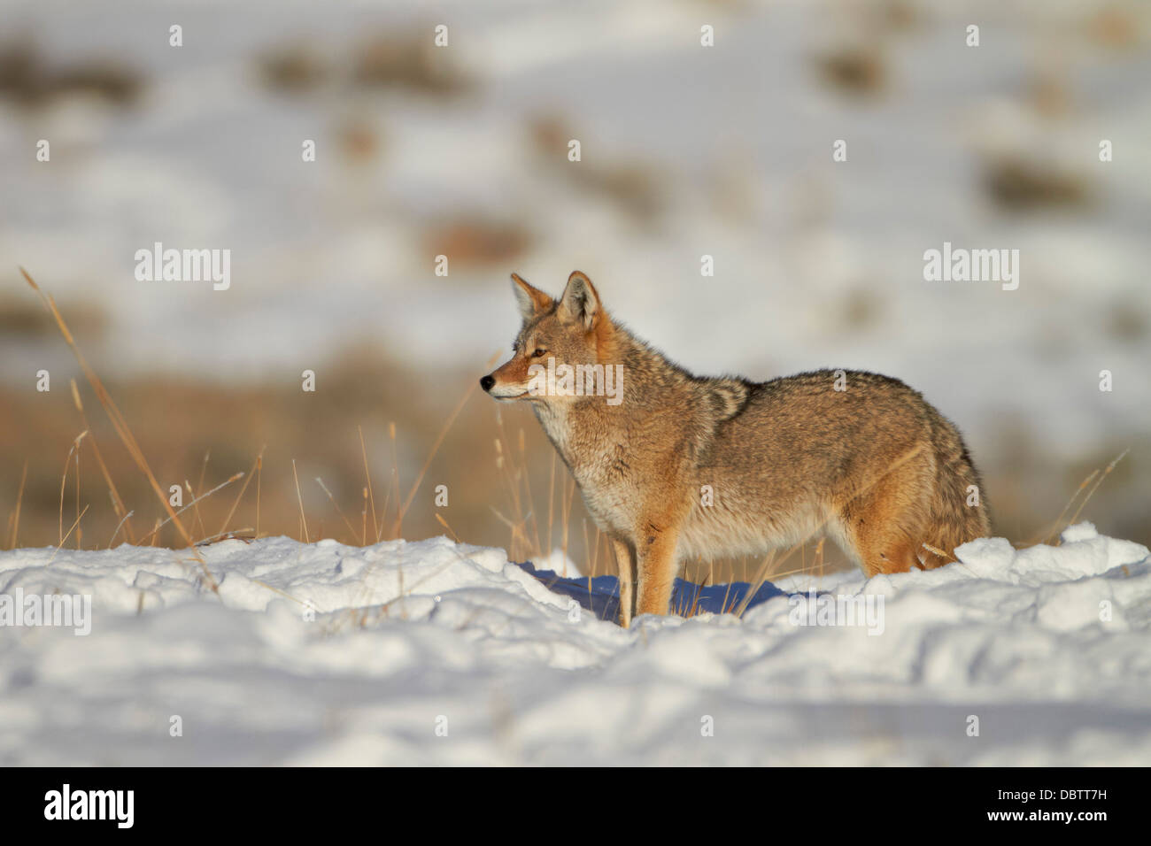 Le Coyote (Canis latrans) dans la neige, Parc National de Yellowstone, Wyoming, États-Unis d'Amérique, Amérique du Nord Banque D'Images