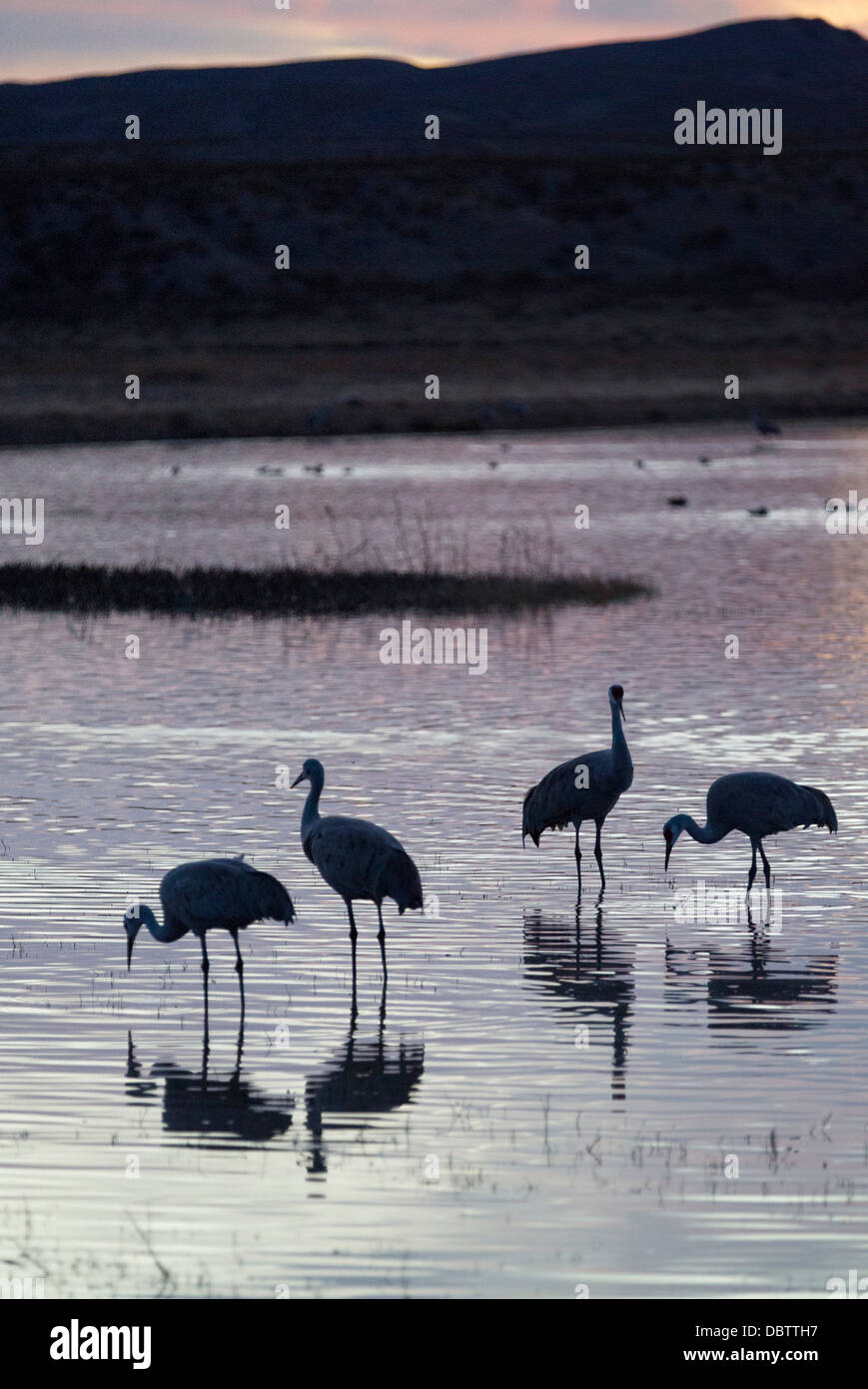 Plus de grues du Canada (Grus canadensis tabida) au coucher du soleil, Bosque del Apache National Wildlife Refuge, New Mexico, USA Banque D'Images