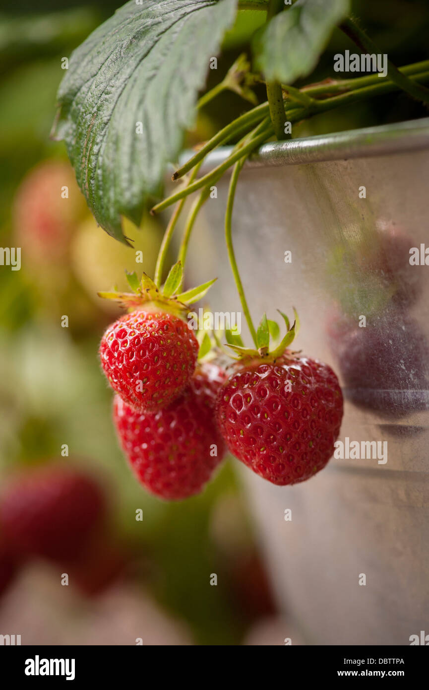 Fraises poussant dans un récipient galvanisé dans un jardin britannique. Banque D'Images