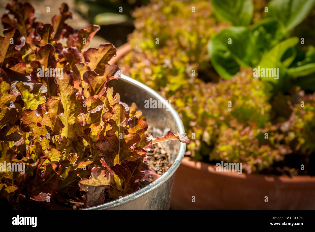 Les feuilles de laitue Lolo Rosso et Little Gem poussent dans des contenants. Banque D'Images