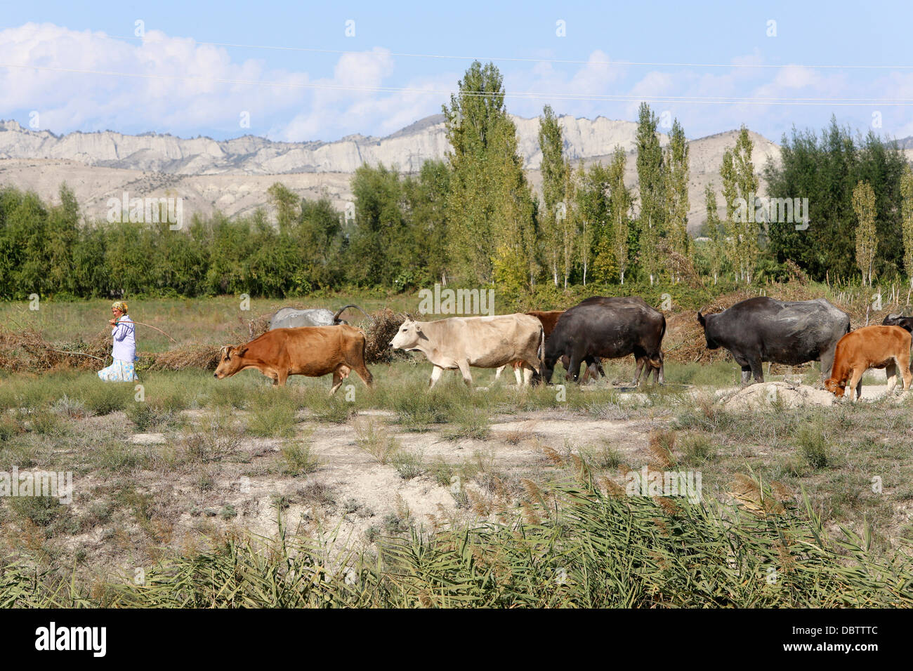 Agriculteur azérie, Goechay conduire le bétail, l'Azerbaïdjan, Asie centrale, Asie Banque D'Images