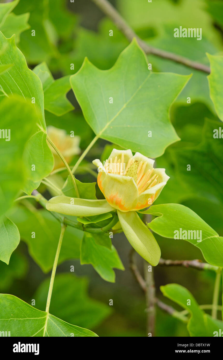 Tulipier américain (Liriodendron tulipifera) Banque D'Images