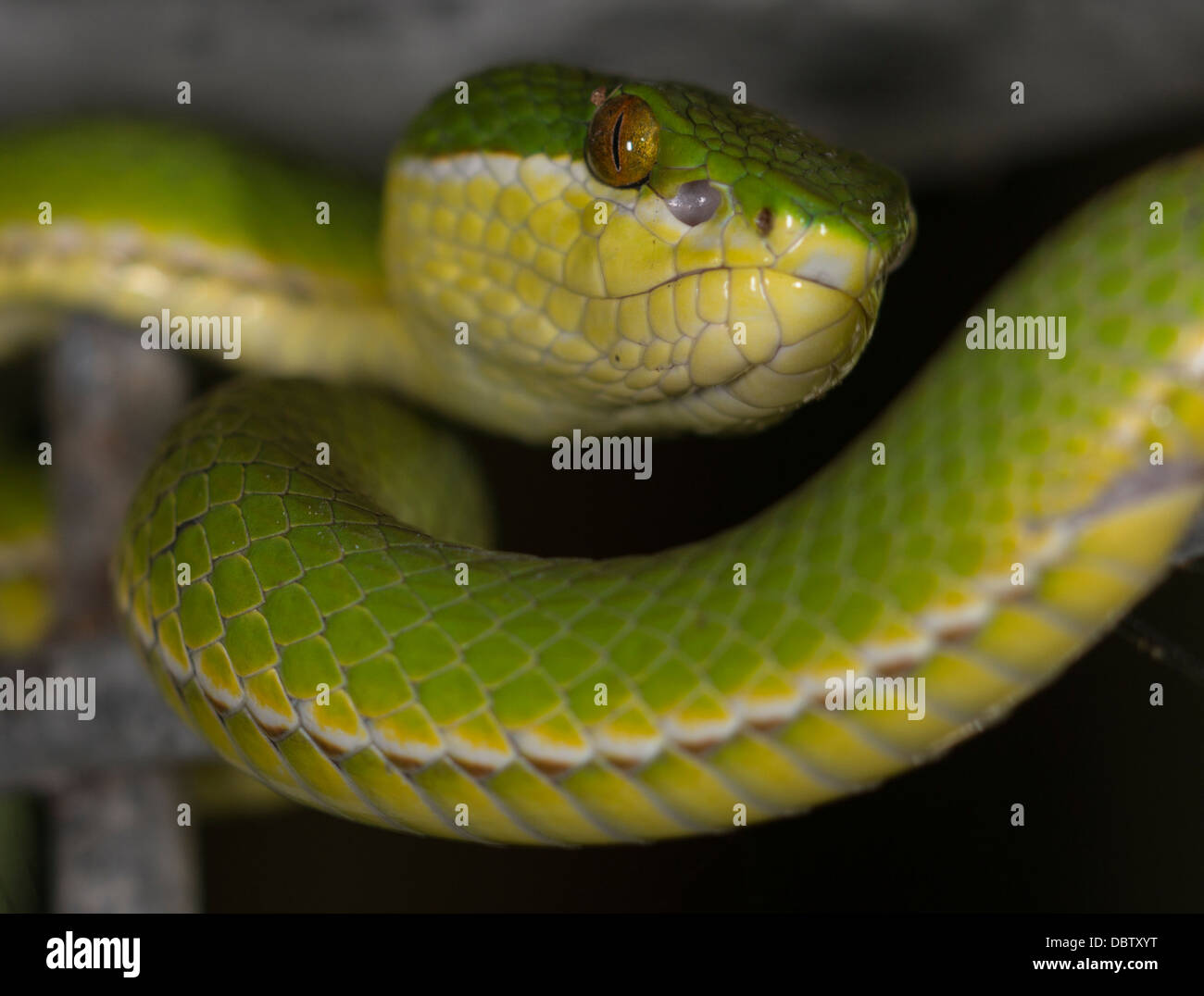 Un blanc-lipped viper ou bambou snake se trouve sur une clôture à Hong Kong le 4 août 2013. C'est l'un des plus abondants de l'HK des serpents. Banque D'Images