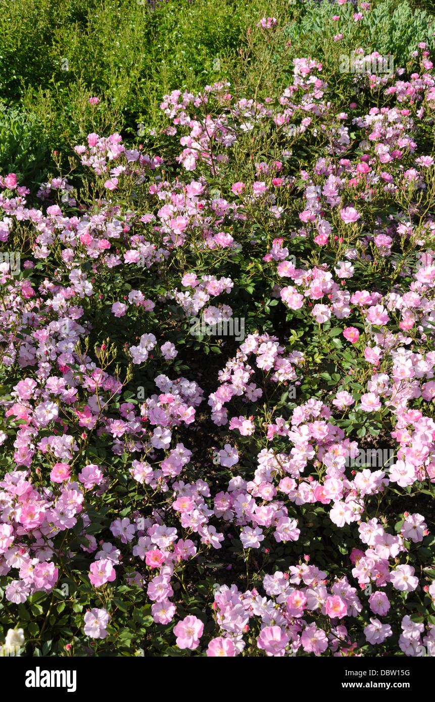 La couverture du sol rose (Rosa Lavender Dream) Banque D'Images