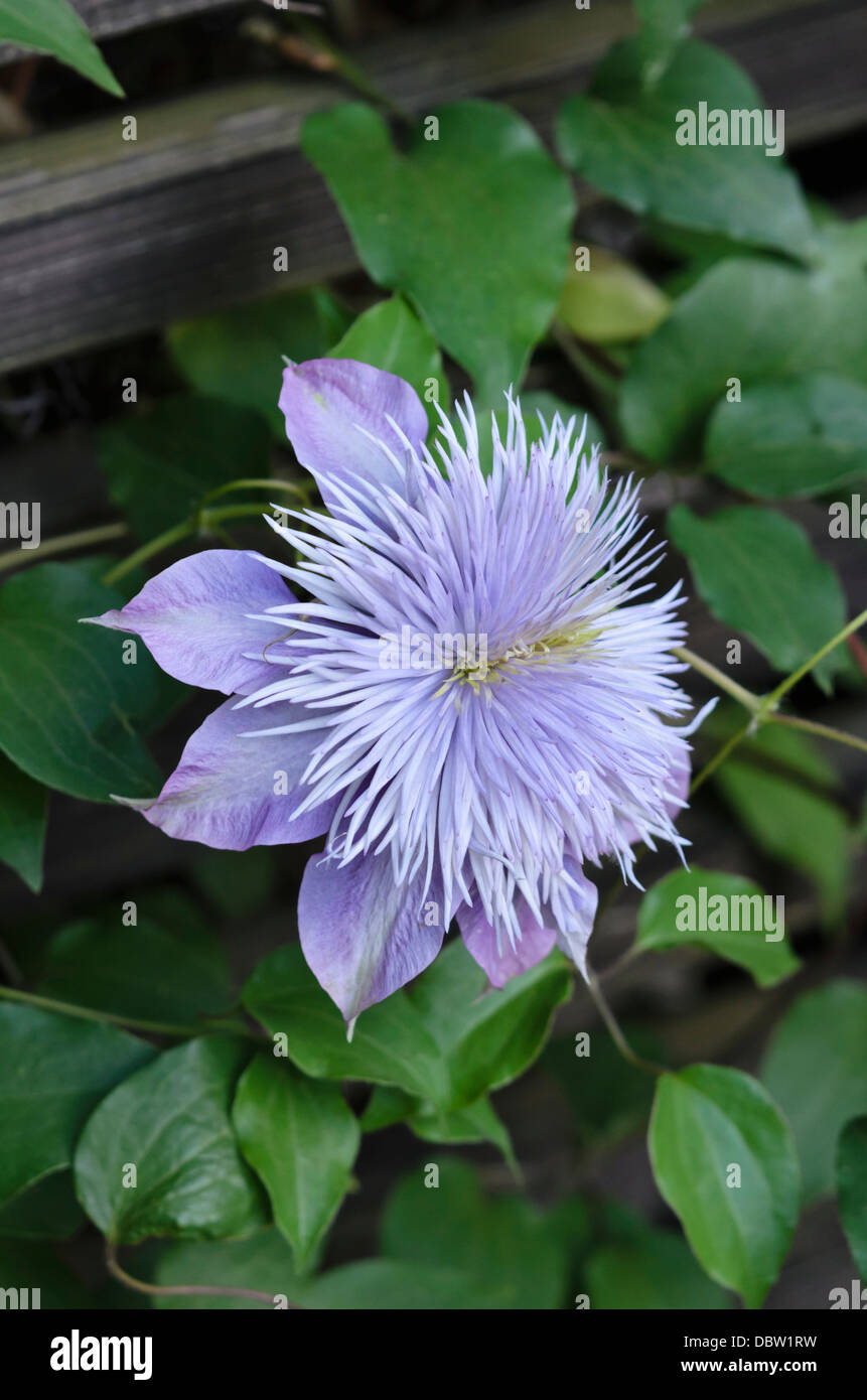 Clematis (clematis) fontaine de cristal Banque D'Images