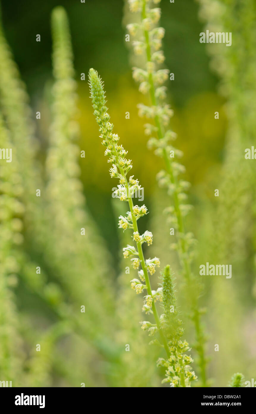 Le reseda Banque de photographies et d’images à haute résolution - Alamy