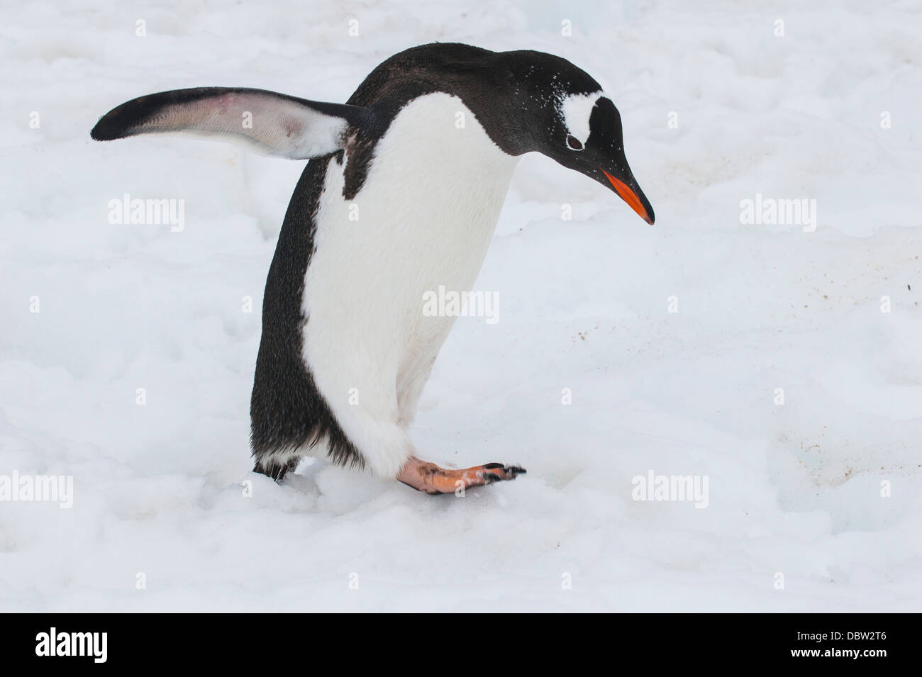 Manchot Adélie (Pygoscelis adeliae), Port Lockroy research station, l'Antarctique, régions polaires Banque D'Images