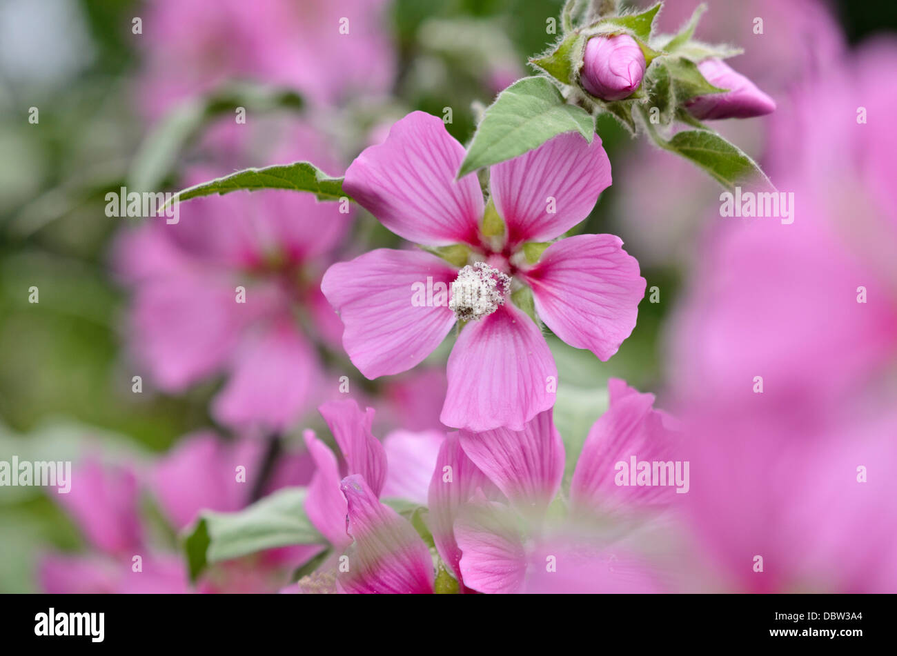 Tree mallow (lavatera olbia) Banque D'Images