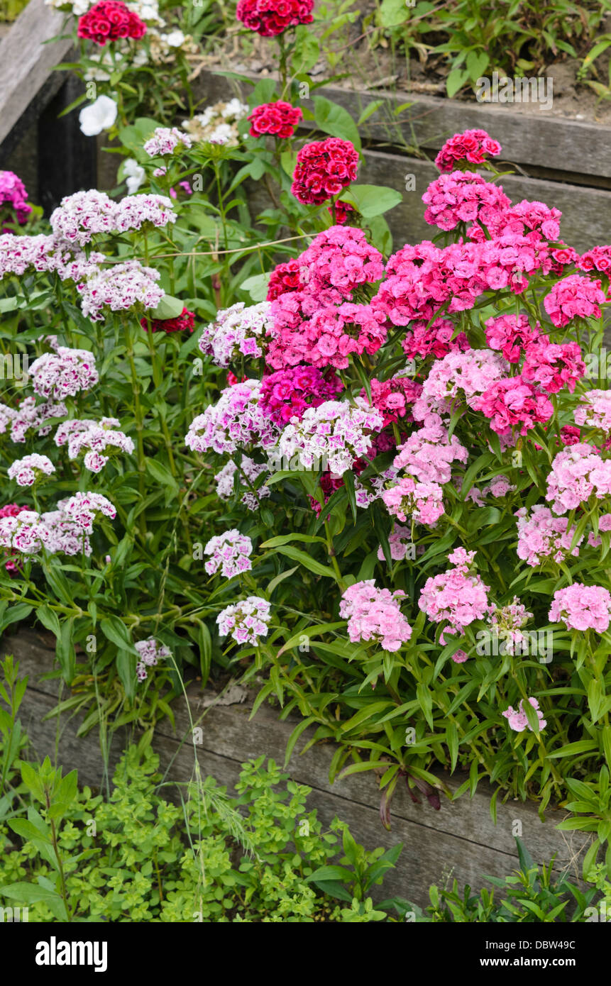 Sweet William (Dianthus barbatus) Banque D'Images